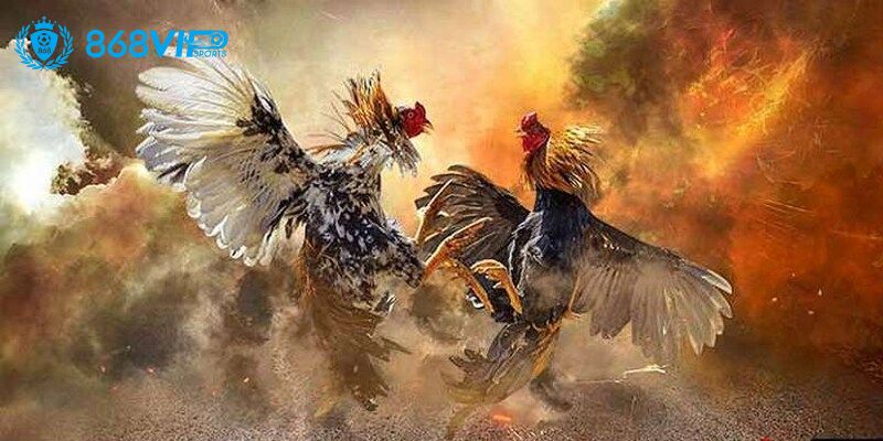 Các loại hình đá gà 868VIP